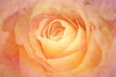 Bild mit Blumen, Rosen, Blume, Rose, Blüten, blüte, texture