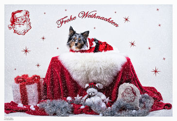 Bild mit Tiere, Haustiere, Hunde, Tier, Hund, Weihnachten, Christmas, Tierwelt, Hundebabys, Haustier, Weihnachtszeit, Miniature American Shepherd