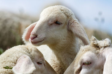Bild mit Tiere, Tier, Schafe, Weide, Herde, Schaf, niedlich, süß, Lamm, Lämmer