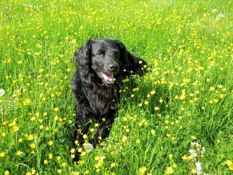 Mischlingshund Sammy auf der Blumenwiese