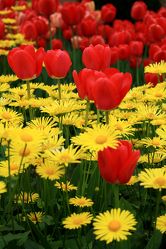 Blumenbeet mit roten Tulpen und gelben Gämswurzen