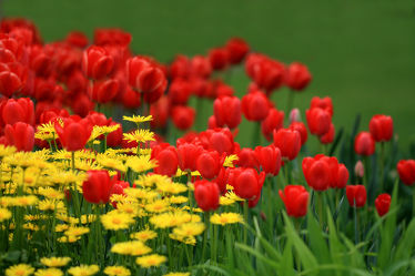 Bild mit Pflanzen, Blumen, Blume, Pflanze, Tulpe, Tulpen, Wiese, Fotografien, garten, Wiesen