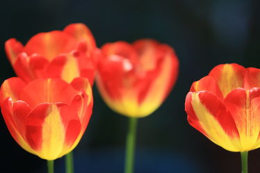 Tulpen im Gegenlicht
