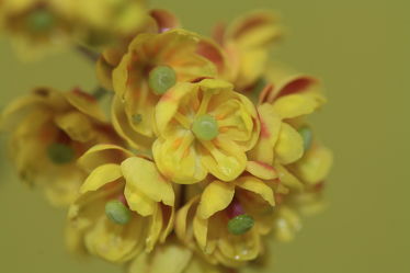 Blüte der Thunberg-Berberitze