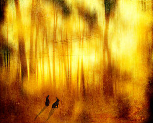 Bild mit Kunst, Wald, yammay waldig, Schatten, Silhouette, natur kunst