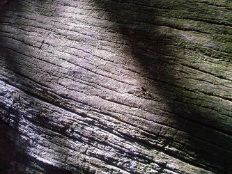 Bild mit Holz, Baum, Baumstamm, Holzstruktur, Hintergrund, Holzbretter, Hintergründe, Rinde, Holzhintergrund, Holzstrukturen, holzoptik