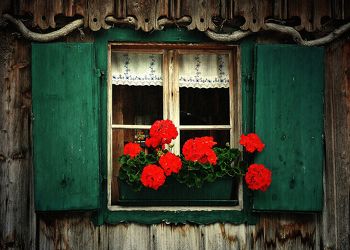 Bild mit Blumen, Holz, Fenster, Blume, rustikal, Blüten, blüte, alt, Rote Blüten, holzfenster, rote blumen