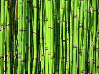 Bild mit Natur, Pflanzen, Bambus, bambusstruktur, Pflanze, Wellness