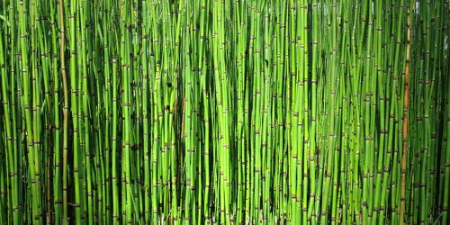 Bild mit Pflanzen, Bambus, Pflanze, Wellness, fototapete, bambuswald, bambusstangen, bambusrohr, bambuspflanze, Bambusblatt, Bambusblätter, wanddeko, wandklebefolie