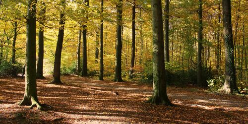 Bild mit Herbst, Wald, Waldlichtung, Waldweg, Herbstblätter, Goldener Herbst, Goldener Oktober, Herbstwald
