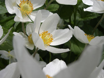 Bild mit Blumen, Weiß, Blume, Makro, Blüten, anemonen, blüte, anemone