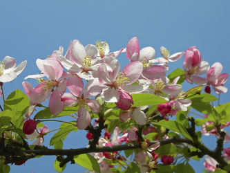 Bild mit Blumen, Frühling, Blume, Makro, Blüten, blüte, birnenblüten, birnenblüte, birnenbaum