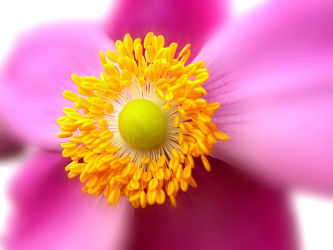Bild mit Blumen, Blume, Makro, Blüten, anemonen, blüte, pink, anemone