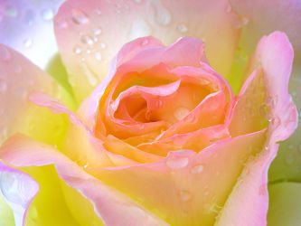 Bild mit Blumen, Rosen, Sommer, Blume, Rose, Makro, Rosenblüte, Wassertropfen, Regentropfen, Wasserperlen, Tropfen, garten, edelrose, Tau