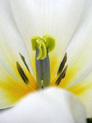 Blütendetail - Tulpe