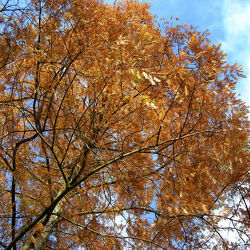 roter Herbst - Nadelbaum