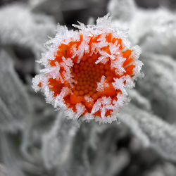 Bild mit Winter, Schnee, Eis, Blumen, Blume, ringelblume, Colorkey, Gartenblumen, Frost, schwarz weiß, SW, eisblume
