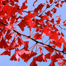 Ginkgobaum in Rot
