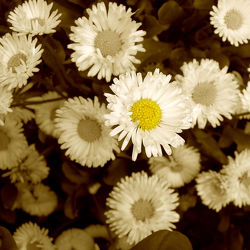 Bild mit Blumen, Blume, Wiese, Retro, gänseblümchen, Gartenblumen, sepia, VINTAGE, Wiesen, blumenwiese