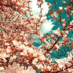 Magnolien - Baum - Blüten