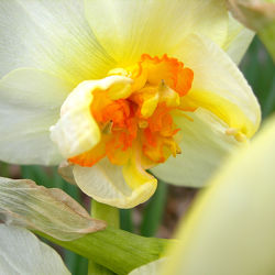 Narzissen - Blüte in Gelb