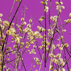 Weidenkätzchen - Violett