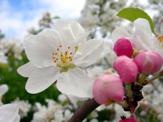 Apfelblüte im Frühling - Makro