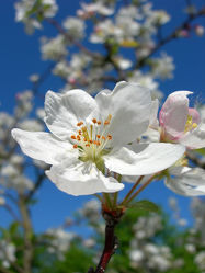 weisse Birnenblüte im Frühling