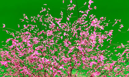 pinker Baum im Frühling