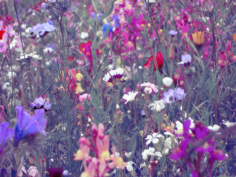 violette Blumenwiese - Sommerwiese - Modern