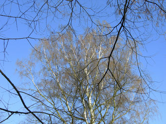Birken - Baum im Winter