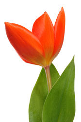 orange Tulpe - Blüte - Frühling - Makro