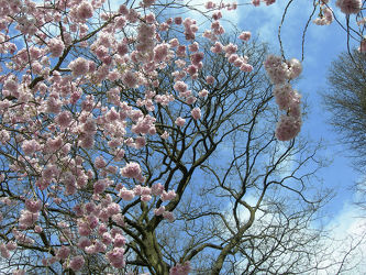 Kirschblüte im Frühling - Baum - Blüte