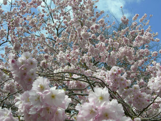 Mandelblüte im Frühling - pink Blüte - Baum