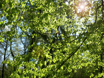 grüner Frühlingsbaum im Gegenlicht