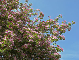 Zierkirschblüte im Frühling - Kirsch - Blüte