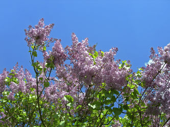 lila Flieder - Baum - mit blauen Himmel