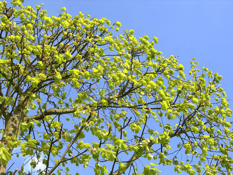grüne Lindenblätter im Frühling - Baum - Himmel