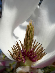 weisse Magnolienblüte - Makro - Frühling - Baum