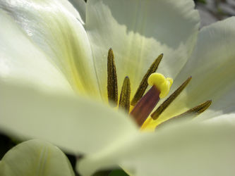 weiÃ?e Tulpenblüte - Makro im Frühling