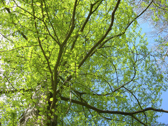 grüner Mammutbaum im Frühling - Tanne