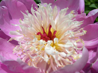 pinke Pfingstrosenblüte im Detail - Makro