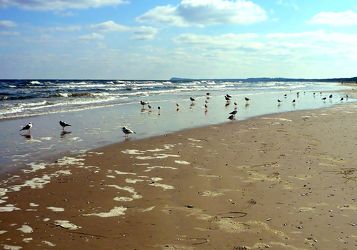 Bild mit Natur, Wasser, Wellen, Sand, Möwen, Strand, Ostsee, Meer, Insel, Usedom, Usedom