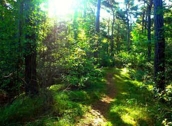 Wald im Sonnenlicht