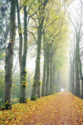 Bild mit Herbst, Herbst, Nebel, Park, Emden, Ostfriesland, Wall, Wanderwege, Wallring, Fahrradwege, Verteidigungswall