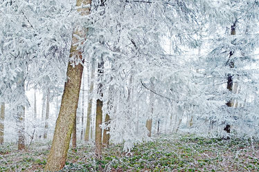Bild mit Winter, Wälder, Mischwald, Winterzeit, Schleswig_Holstein, Raureif, Naturpark_Westensee, Westensee, Nortorfer_Land, Nortorf, Winterwälder, Nadelwälder, Winterwald