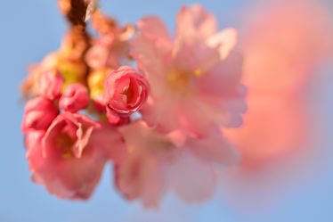 Bild mit Rosa, Frühling, Frühling, Makro, Blüten, Zweige, Knospe, Zierkirschenblütenzweig, Zierkirsche, Weißrosa
