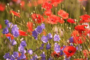 Bild mit Grün, Blumen, Rot, Blau, Sommer, Mohn, Mohn, Bauerngärten, Sommergarten