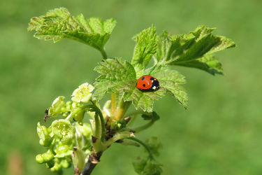 Bild mit Grün, Frühling, Insekten, Sonne, Blätter, Marienkäfer, Blüten, Obstgarten, Käfer, Ameisen, Johannisbeerstrauch