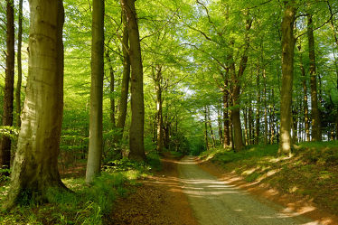 Bild mit Natur, Bäume, Wälder, Frühling, Wege, Wald, Baum, Weg, Blätter, Laubwald, Laubwälder, Erholung, Sonnenlicht